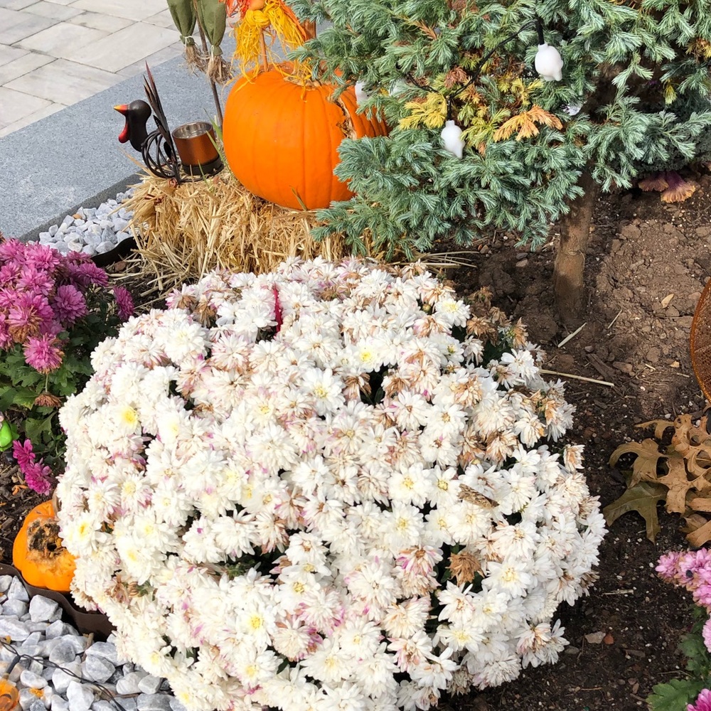 Meet your Posher, Grace